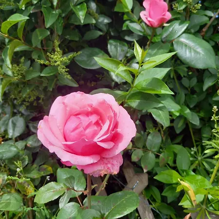 度假居 Aux Roses Vrolle