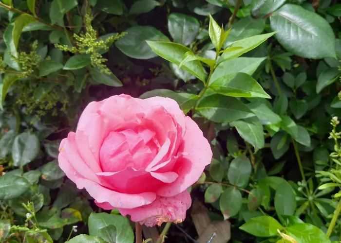 Holiday home Aux Roses Vrolle