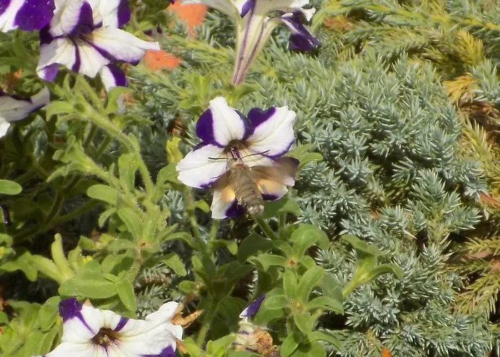 別荘 Aux Roses Vrolle